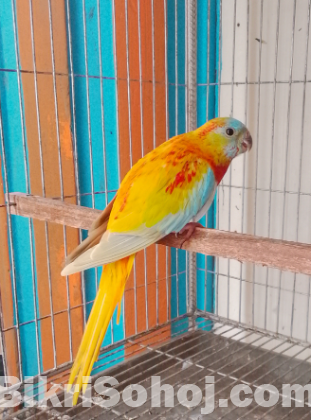 টারকোয়েজ